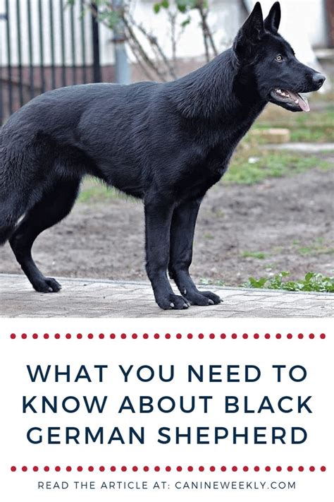 A Black German Shepherd Standing In Front Of A White House With The