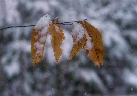 Fall Leaves In Snow Photograph By Steven Ralser