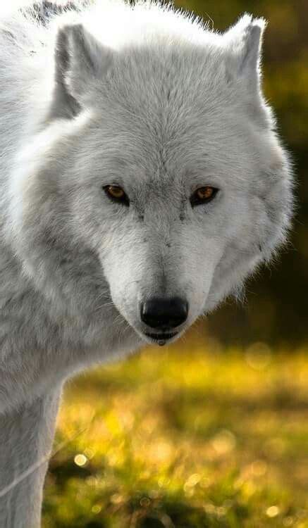 I See You Do You See Me Arctic Wolf Animals Animals Beautiful