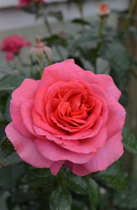 Plantfiles Pictures Rose Floribunda Rose Truly Special Rosa By