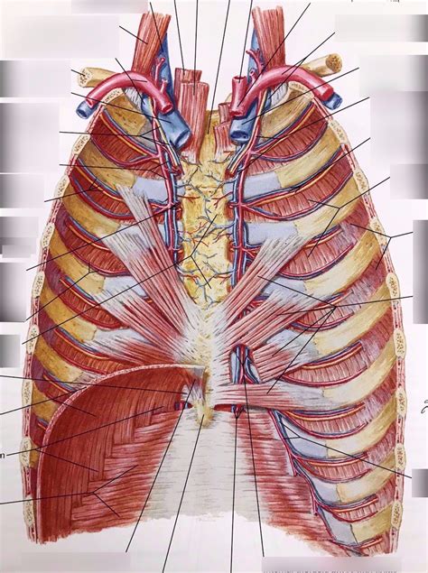 Muscles Of Anterior Thoracic Wall Photograph By Asklepios