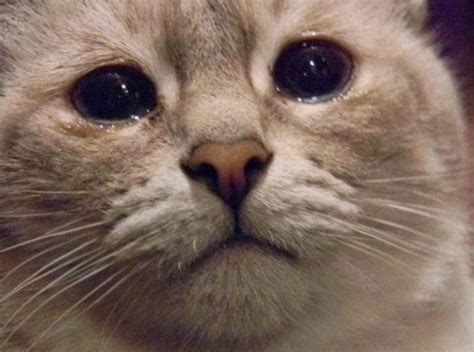 Sad Face Kittens Funnymadworld