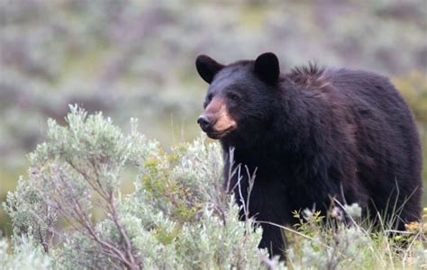 16 Astonishing American Black Bear Facts Fact Animal