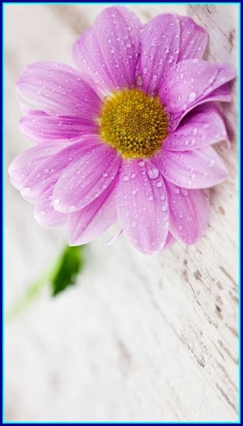 Check spelling or type a new query. خلفيات ايفون 7 جديد ios 7 wallpaper iphone se