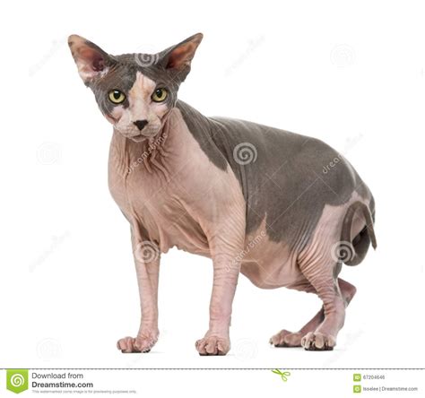 Fat And Pregnant Sphynx Stock Photo Image Of Hairless 67204646