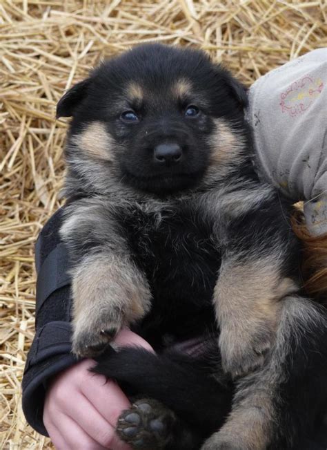 The puppy often relieves themselves right after they eat a meal, according to the dog aficionados at treat for. Happiness is a warm fuzzy puppy - German Shepherd Dog Forums