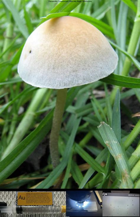 Panaeolus Cyanescens Mezcala Magic Mushroom Miracle Farms Spores