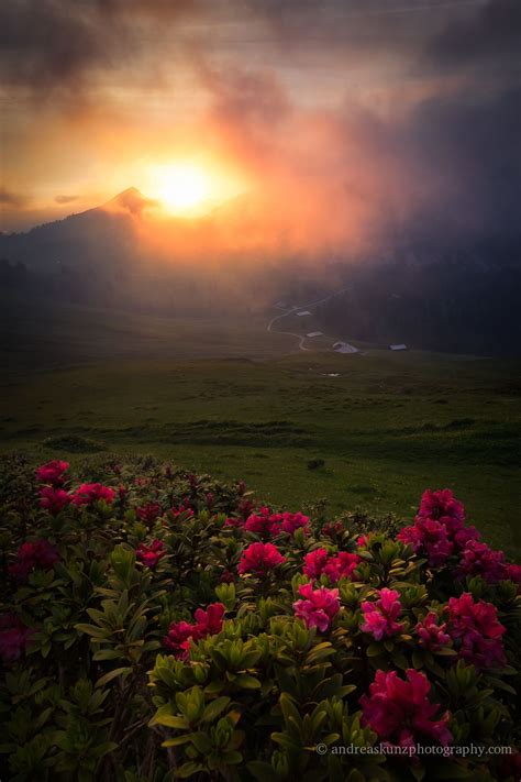 Mountains Flowers At Sunset In The Alps Sunset Beautiful Nature