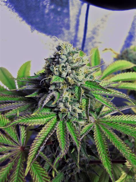 Cataract symptoms cataracts currently affect over 22 million americans who are 40 or older, and as the population. Cataract Kush (von DNA Genetics Seeds) :: SeedFinder ...