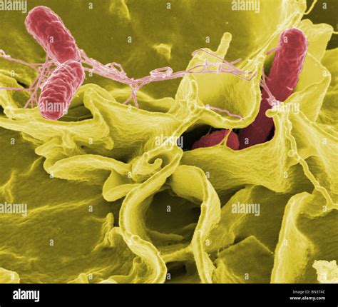 Salmonella Sem Hi Res Stock Photography And Images Alamy