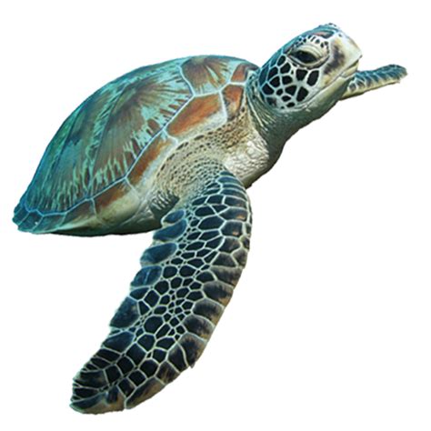 Turtle Png Download Image Png All Png All