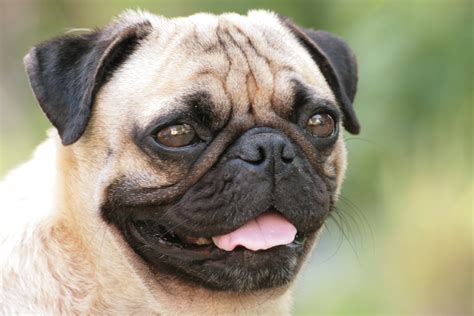 About Pug Page 6 Of 51 Cute Pugs Funny Pugs Pug Stories All Pugs