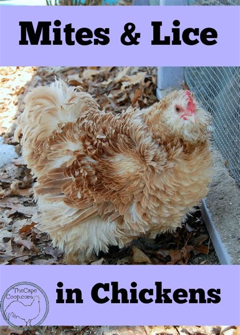 Mites And Lice In Chickens The Cape Coop