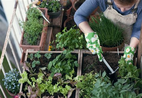 How To Start A Balcony Herb Garden Access Garden Products