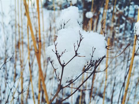 무료 이미지 나무 자연 분기 눈 겨울 잎 꽃 서리 얼음 봄 가을 날씨 시즌 작은 가지 동결 우디