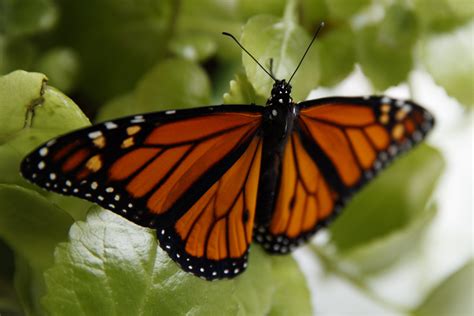 Endangered Species Decision Expected On Beloved Butterfly