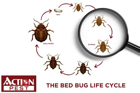 Action Pest Control Servicesthe Bed Bug Life Cycle Guide Action Pest