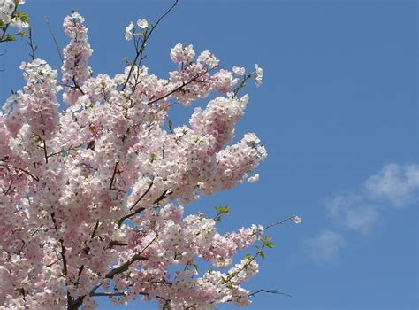 Cherry Blossom Tree Blossoms Twigs Spring Sky Clouds Hd Wallpaper