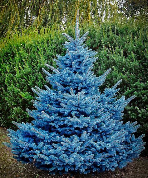 Blue Diamond Spruce Trees For Sale Online The Tree Center