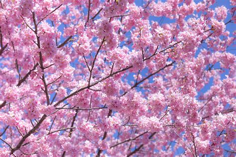 Fonds Decran La Floraison Des Arbres Sakura Rose Couleur Branche