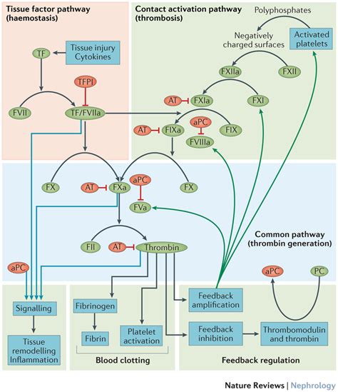The Coagulation System The Tissue Factor Tf And Contact Activation
