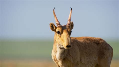 Planet Earth Ii Why More Than 200000 Saiga Antelopes Died In Just Days Econotimes