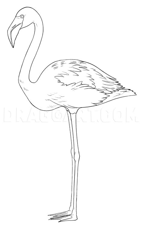 How To Draw Flamingos Step By Step Drawing Guide By Makangeni