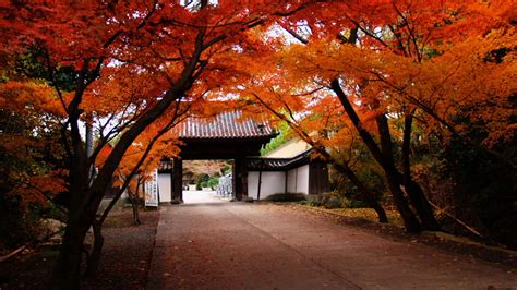 Japanese Autumn Wallpapers Wallpaper Cave