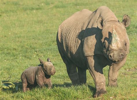 Video Baby Rhino At Howletts In Canterbury Makes First Public Appearance