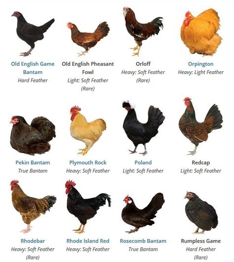 Bantam Chicken Breeds Chart A Comprehensive Guide Dona