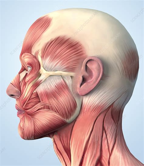Muscular System On Head Stock Image P1500125 Science Photo Library