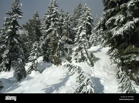 Deep Snow In The Forest Mission British Columbia Canada Stock Photo