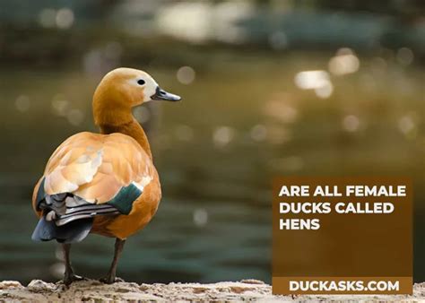 Female Ducks Should We Call Them Hens Duck Asks