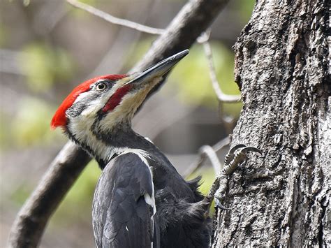 1410 OakWooD: Pileated Woodpecker