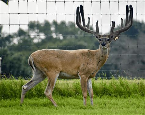 M3 Whitetailsstealing The Show Deer Breeder In Texas Whitetail