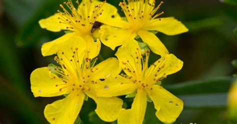 Whats Blooming Now Spotted St Johnswort Hypericum Punctatum