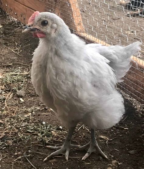 Lavender Orpington Chickens A Perfect Backyard Chicken Breed Carlos Packer