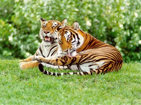 Save Tigers Project Tiger