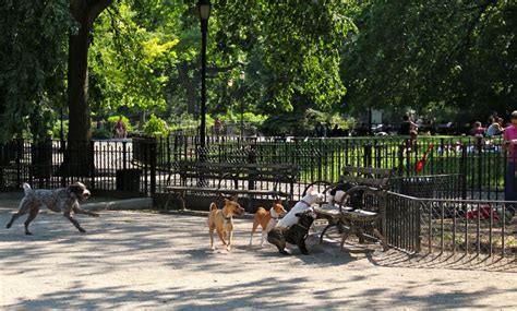 Searchqnew York City Dog Park City Dog Dog