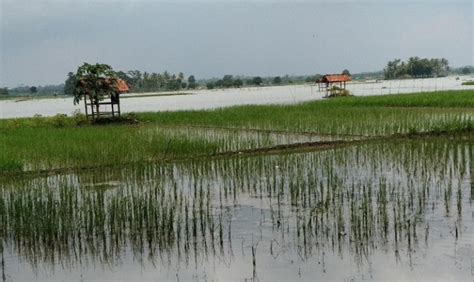Sungai Meluap Puluhan Hektare Sawah Di 3 Kecamatan Di Karawang