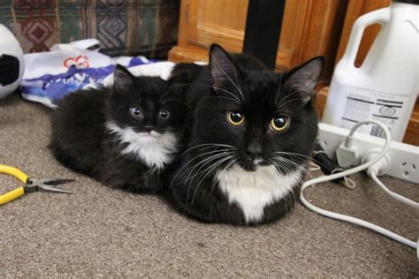 15 Adorable Adult Cats With Their Insanely Cute Mini Me Counterparts