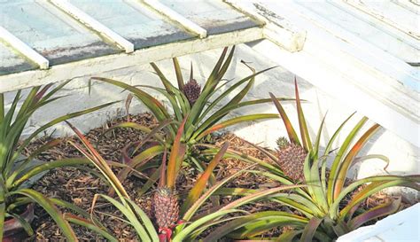 How Gardeners Managed To Grow Pineapples In England Country Gardener