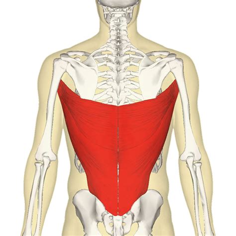Latissimus Dorsi Muscle Anatomy Function And Pathology Kenhub The Best Porn Website