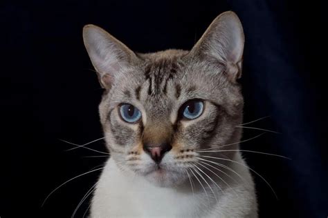 Lynx Point Siamese Cats Features Of The Breed And Personality