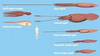Colossal squid Size | Size comparison between the biggest octopuses and ...