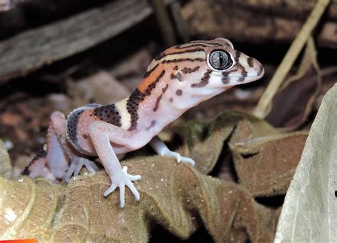 Yucatan Banded Gecko Seen On A Night Walk At Bfree