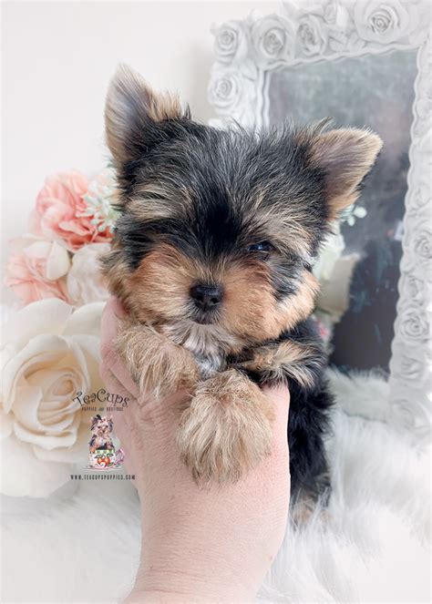 Biewer Yorkie 224 A Teacup Puppies And Boutique