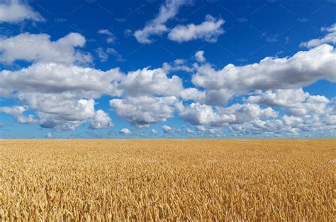 Beautiful Golden Wheat Field Under Blue Sky