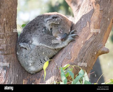 Koala Bear Sleeping In The Tree Branches Stock Photo Alamy