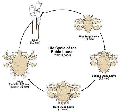 Crabs Std Pubic Lice Detailed Pictures And Images